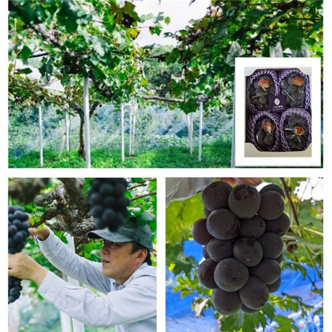 2026年 早期受付 ぶどう ギフトお徳用ニューピオーネ 2kg以上(3～5房) 数量限定　岡山県 高梁市産