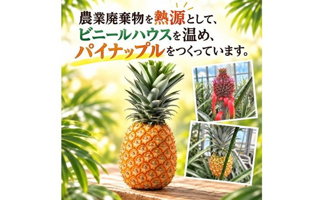 【先行予約】【訳あり】岐阜県瑞穂市のオジイ パイナップル 2kg | パイナップル パイン フルーツ 果物 果実 完熟 ジューシー デザート 訳あり 人気 岐阜 瑞穂市 産地直送 送料無料 ※2027年7月～発送