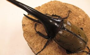 ヘラクレスオオカブト ペア 成虫 オス 130mm前後 メス お任せ カブトムシ 昆虫 生き物 生体  プレゼント 贈り物 ギフト 子供 男の子  香川 香川県 東かがわ市　