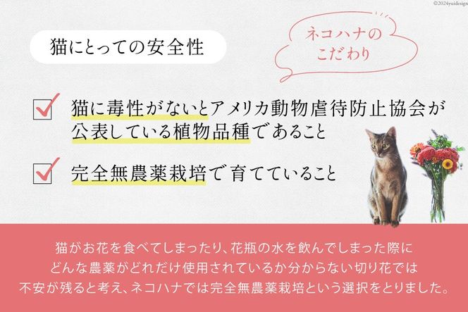 花束 ネコハナ 電子ギフトコード 3,000円分 [ネコハナ 埼玉県 小川町 260] 花束プレゼント 花 生花