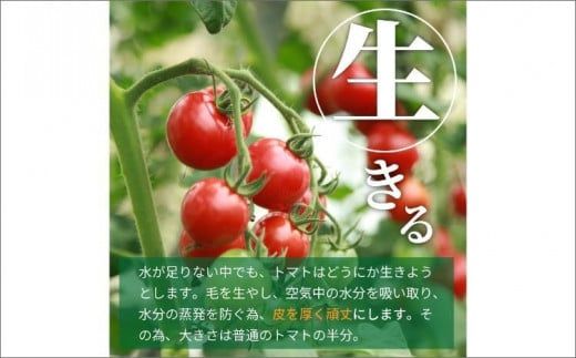 【先行予約】やりすぎトマト（4パック計約1kg）（夏季）（2026年6月上旬以降発送）　DE00160
