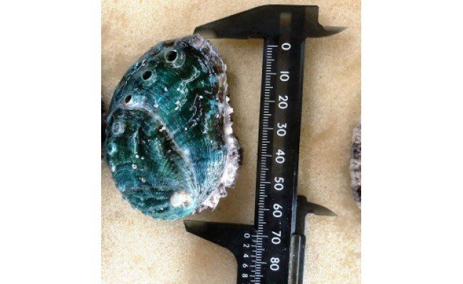 やわコリ食感紀州活アワビ【12個入】｜ 海産物 海鮮 魚介類 鮑 おかず あわび 高級食材 養殖 国産 産地直送 鮮貝 美浜町