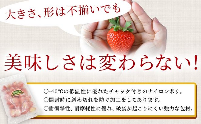 ＜高級いちご「おおきみ」冷凍いちご　1kg＞2025年1月下旬から順次出荷【 果物 くだもの いちご イチゴ 苺 大粒 朝どれ 朝獲れ 産地直送 お菓子づくり お菓子作り 材料 冷凍いちご 冷凍苺 冷凍イチゴ 】【b0904_sn】