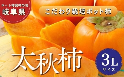 【先行予約】こだわり栽培ポット柿（太秋柿） 3Lサイズ9個入り | 柿 かき カキ 太秋柿 甘い シャキシャキ 大玉 フルーツ くだもの 果物 秋の味覚 おやつ スイーツ 産地直送 先行 予約 送料無料 岐阜県 瑞穂市 ※離島への配送不可  ※2026年10月中旬～11月上旬頃に順次発送予定