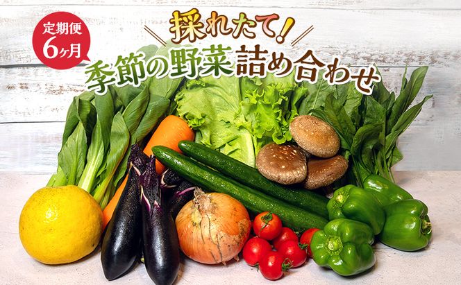 とれたて 野菜 パック 定期便 6回 季節の野菜 セット 詰め合わせ 8品前後 野菜セット 野菜詰め合わせ 6ヶ月 ジャガイモ 人参 大根 小松菜 白ネギ グリーンリーフ チンゲン菜 椎茸 トマト 水菜 葉ネギ 人気 厳選 静岡県