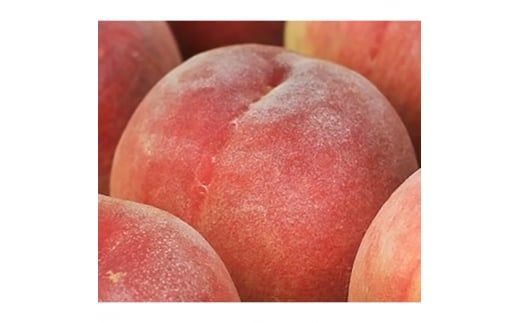 白桃 約4kg（13～15玉）和歌山県産 厳選 化粧箱入り ｜ 白鳳・清水白桃・川中島・もも・はくとう【化粧箱入り】 ※北海道・沖縄・離島への配送不可 ※2026年7月上旬～7月下旬頃に順次発送予定