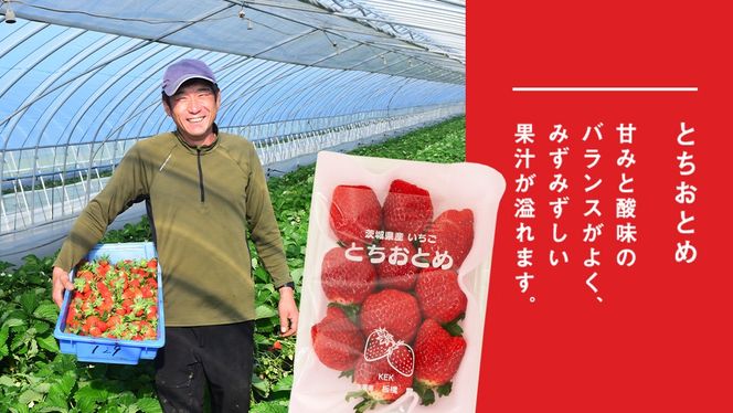 【 2ヶ月 定期便 】完熟 いちご 2パック ( 大粒 ) 先行予約 大粒 イチゴ 苺 フルーツ 果物 かおり野 とちおとめ やよいひめ [AF099ci]