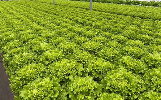 採れたて新鮮 水耕野菜のサラダセット 5種 フリルアイスレタス・グリーンリーフレタス・サラダ水菜・クレソン・ホワイトセロリ 野菜 新鮮 サラダ F4N-3097