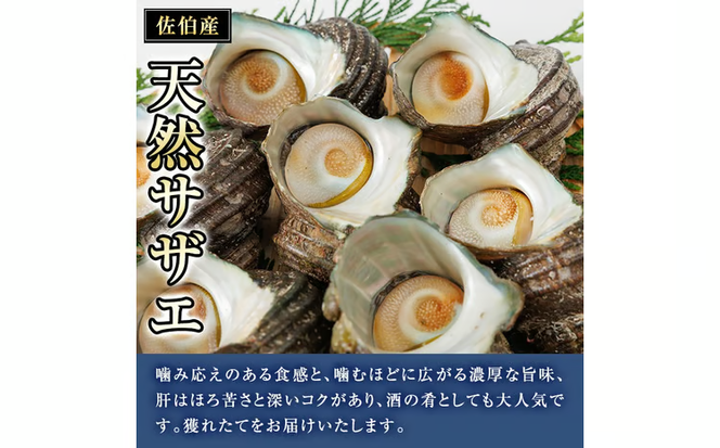 天然 サザエ (計2kg) 活サザエ 魚介 貝 活 活き つぼ焼き 壺焼き バーベキュー BBQ 獲れたて 魚介類 海鮮 おつまみ 魚貝 栄螺 冷蔵 大分県 佐伯市【AS154】【海べ】