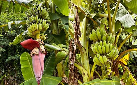 【希少栽培種】あかみね熱帯フルーツのアップルバナナ約3kg - 国産 希少種 フレッシュ 小ぶり 食べやすい おすすめ 沖縄県 八重瀬町