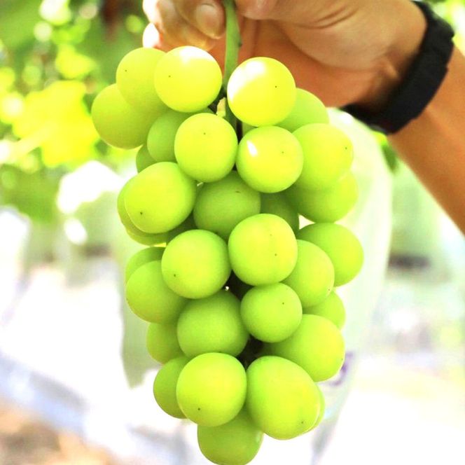 ［先行予約］シャインマスカット 約1.2kg［朝採り］［フルーツ・果物］［そのまま食べられる］［2026年8月下旬頃から順次発送］CZ178