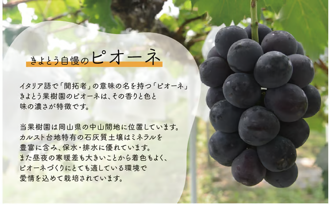 【2026年先行予約】シャインマスカット＆ニューピオーネ 3-5房/計2.0kg~ (岡山県産) ぶどう セット 食べ比べ 【KF-B070-03】