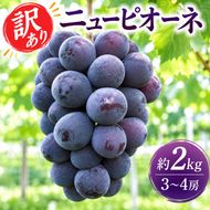 訳あり ぶどう ニューピオーネ 約2kg 3～4房 高梁市産 2026年 先行予約 化粧箱 葡萄 ブドウ ご家庭用 うめづぶどう園