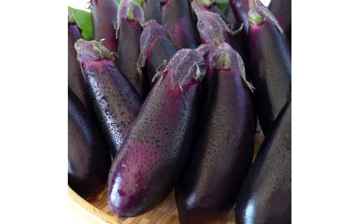 【CF-R7hbk】【先行予約】KYN001　茄子（1本約70g）約20本入り - 高知県産 芸西村 ナス なす 野菜 新鮮 お取り寄せ 美味しい 煮浸し 味噌汁 麻婆茄子 料理 ふるさとのうぜい 故郷納税 7000円 返礼品 高知県 高知