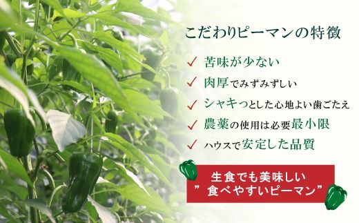 苦味が少なくておいしい！ 高見農園 のこだわり 新鮮 ピーマン 1kg 野菜 ベジタブル ぴーまん ハウス ハウスピーマン ハウス栽培 惣菜 国産 産地直送 旬 高知県 四万十 しまんと【発送時期：10月～6月】26-0036