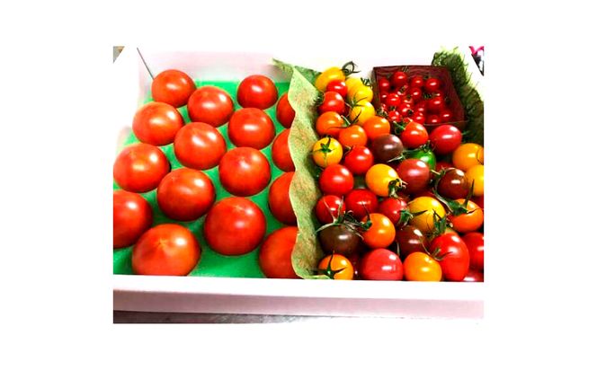 フルーツトマト食べくらべセット 1.5kg 