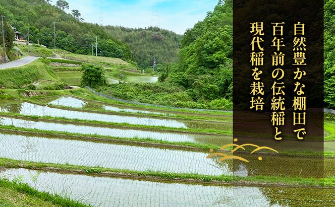 先行受付 伝統稲と現代稲食べ比べ 無洗米 ホタル舞う里山の棚田米 精米4kg 令和8年産 朝日2kg にじのきらめき2kg 各1袋