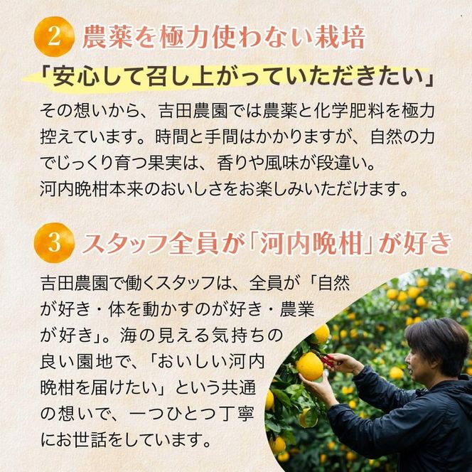 愛南産の河内晩柑10kg(約22～32個) ＜ 柑橘 希少 果物 国産 フルーツ みかん 蜜柑  和製 グレープフルーツ ブランド 愛媛 果実 ビタミン ＞  ※北海道・沖縄・離島への配送不可 ※2026年4月上旬～8月上旬頃に順次発送予定