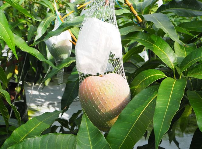 【2026年先行予約】紀州美浜しおさい マンゴー 2～3玉（1.2～1.3kg）｜フルーツ 果物 くだもの まんごー 希少 国産 食品 おやつ デザート 産地直送 和歌山県美浜町産