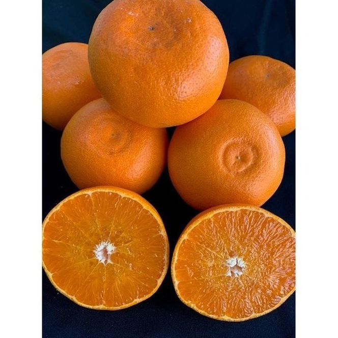 ya̎RLc쒬zƂƒp 3kg M`2LTCY  @y}V_z CC55