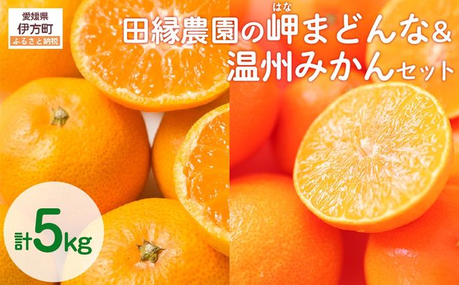 【先行予約】【数量限定】田縁農園の岬（はな）まどんな＆温州みかんセット （2026年11月25日より順次発送） IKTA005