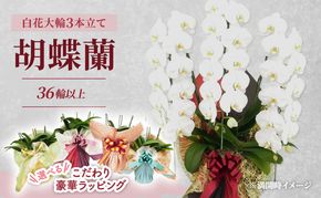 【選べるこだわり豪華ラッピング】赤平長持ち胡蝶蘭白花大輪3本立て (36輪以上) 胡蝶蘭 花 ギフト プレゼント お祝い 贈り物  インテリア 植物
