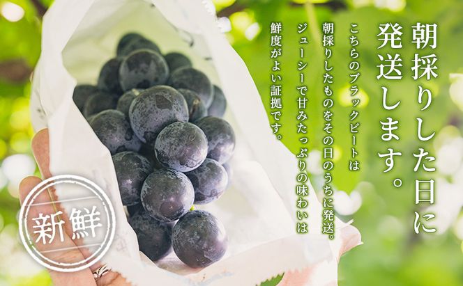 【令和8年産】ブラックビート 2～3房 セット  ぶどう 種無し 皮ごと 兵庫県産 大粒 農家直送 果物 果物類 フルーツ デザート ブドウ 詰め合わせ 甘い 粒 糖度 巨峰