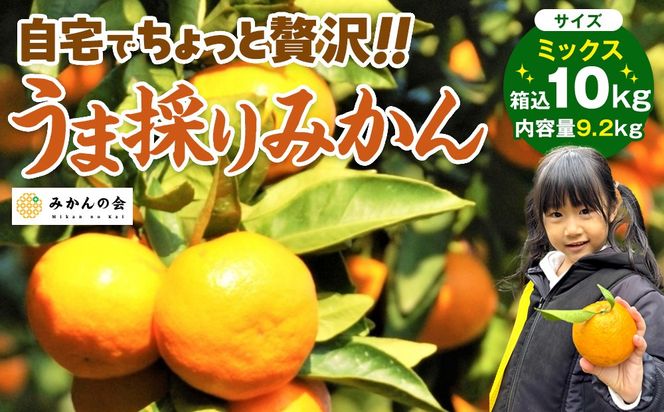 みかん うま採り 箱込約 10kg（内容量9.2kg） 光センサー選別 みかんの会厳選 サイズミックス 和歌山県産 産地直送 【みかんの会】［2026年11月中旬より順次出荷予定］AX426