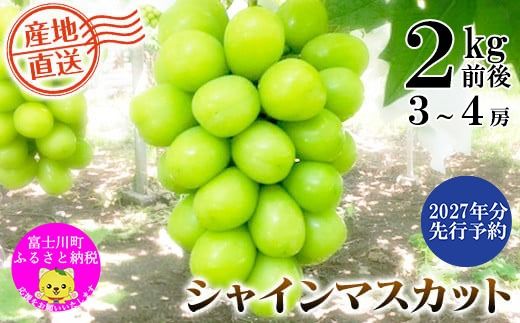 【2027年発送分 先行予約】＼＼農家直送！／／小林農園のシャインマスカット３～４房（2kg前後）　シャイン マスカット シャインマスカット ぶどう 葡萄 ブドウ 果物 くだもの フルーツ ２kg 産地直送 先行予約 先行受付 山梨 やまなし