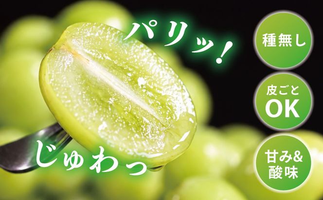 【2026年発送】 ぶどう シャイン マスカット 2kg 3～4房 糖度18度以上 種なし シャインマスカット 訳あり 家庭用 岡山 景山ぶどう園