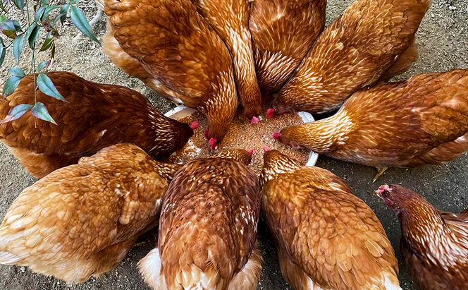 卵 こだわり餌の平飼い鶏の卵 10個パック(有精・無精卵各5個)Mサイズ以上 鶏卵 たまご 平飼い