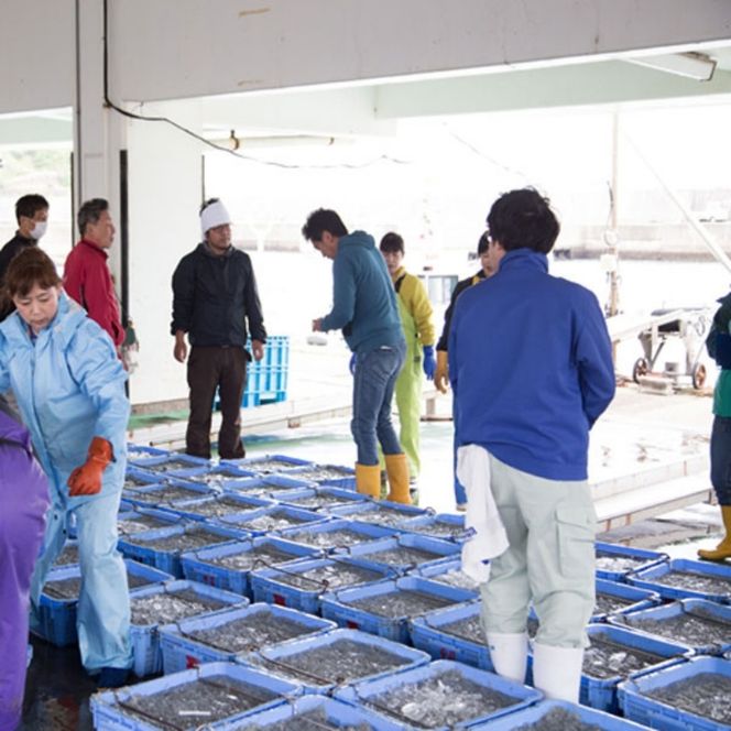 【セット】釜揚げしらす(200g×2) と ちりめん山椒(200g×2)【冷蔵】無添加・無着色 【mar107】