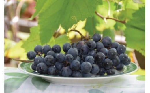 【高原の熟成ワイン】マスカットベリーA（樽熟成）　1ダース