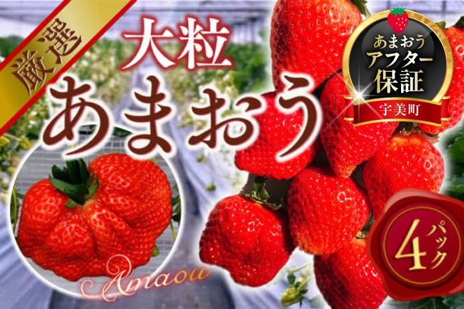 yFzyԌ蔭z  ܂ I嗱 4p [THE FARM_strawberry  F um40azo780007] C`S  嗱 t[c ʎ Â 
