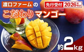 【化粧箱入】【先行受付・2026年発送】渡口ファームの こだわりマンゴー 約2kg - 先行予約 沖縄県産 産地直送 南国フルーツ 旬の味覚 季節の果物 贈り物 ギフト 沖縄県 八重瀬町