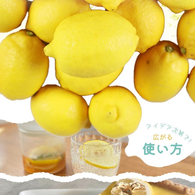 【ご家庭用訳あり】紀州有田産レモン　2.5kg