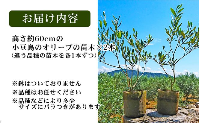【 小豆島 】小豆島のオリーブ苗木　2本セット（大）