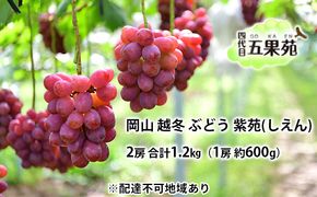 越冬 ぶどう 紫苑 （しえん）2房 合計1.2kg（1房 約600g）岡山県産 四代目 五果苑 果物 フルーツ 樹上完熟 平均糖度20度 風味豊か 減農薬 果汁たっぷり 