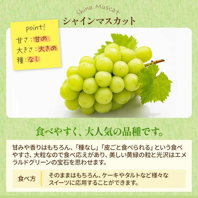 ぶどう 2026年 先行予約 シャイン マスカット 晴王 約600g×2房 ブドウ 葡萄  岡山県産 国産 フルーツ 果物 ギフト 果物類 