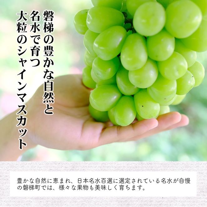 【先行予約】磐梯町産 シャインマスカット 約1.5kg（2房～3房）　※2026年9月～10月発送予定