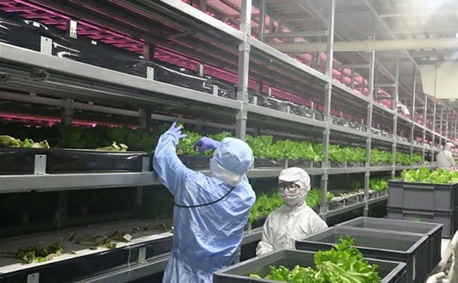 なばリーフ フリルレタス パック 8p入/ 水耕栽培 時短 野菜 レタス 特殊フィルム包装 新鮮 洗わずに食べられる 無洗 サラダ お鍋 スープ ラーメン サンドウィッチ 手軽 安全 安心 栄養 健康