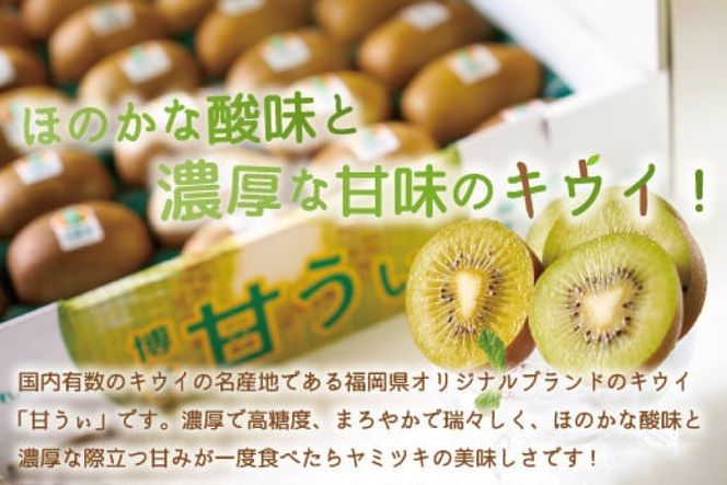 キウイ 甘うぃ 約1.5kg 【期間限定発送】 [南国フルーツ 福岡県 宇美町 um40azo970032] 先行予約 福岡県産 キウイフルーツ フルーツ 果物 くだもの 果実 甘い あまい