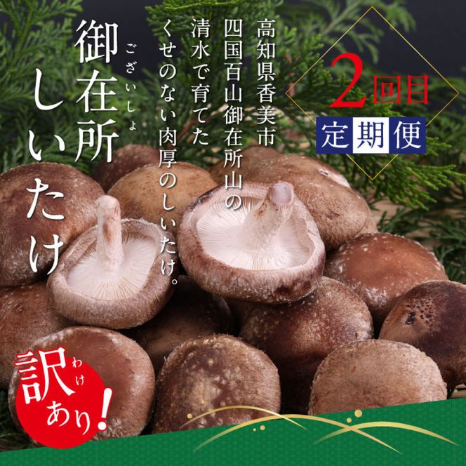 【CF-R7hbk】t057kyf-tka-kks　土佐味堪能香美市コラボ4ヶ月定期便 かつおのタタキ×1.5kg 御在所しいたけ 牛バラスライス×450g マグロの漬け丼の素 80g×5Pセット 鰹 カツオ 刺身 訳あり 椎茸 牛肉 鮪 まぐろ