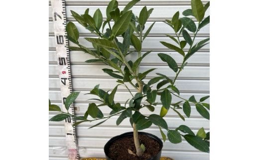 SPF001　フルーツの木 種なしレモン シェルピニ苗木 柑橘 柑橘苗木 果樹苗木 自家栽培 ガーデニング 家庭菜園 ベランダ栽培 ライムとレモンの香り ヒマラヤン ライムレモン 高知県 芸西村 故郷納税 返礼品 檸檬 lemon 土佐 果物 かんきつ類