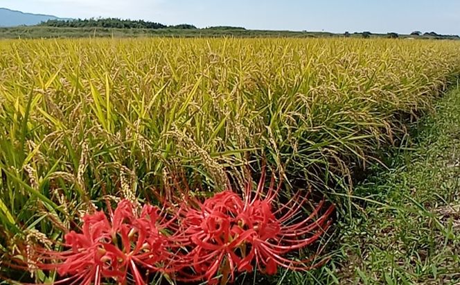 米 5kg 精米 ゆめつくし お米 