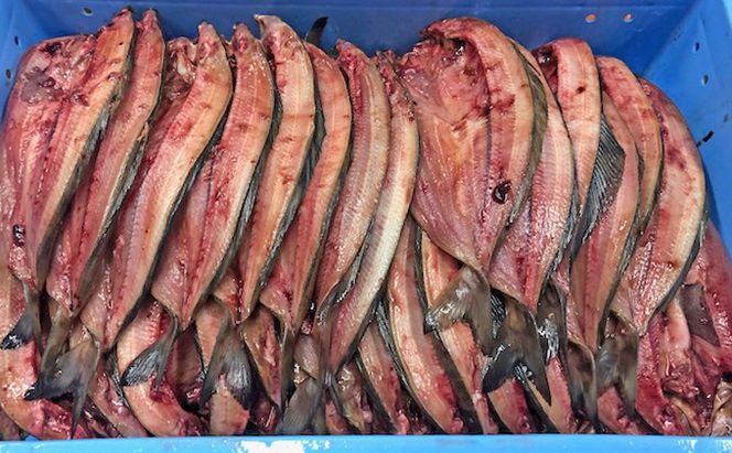 【礼文島リボンプロジェクト】北海道 礼文島産 脂のり抜群 開きほっけ 2枚入×3袋(計約1.5kg)(ピンバッジ付)［マルキュウ ジンポーフーズ］【 ほっけ ホッケ 開きほっけ 干物 肉厚 脂のり 自然保護 寄付 焼き魚 北海道産 】