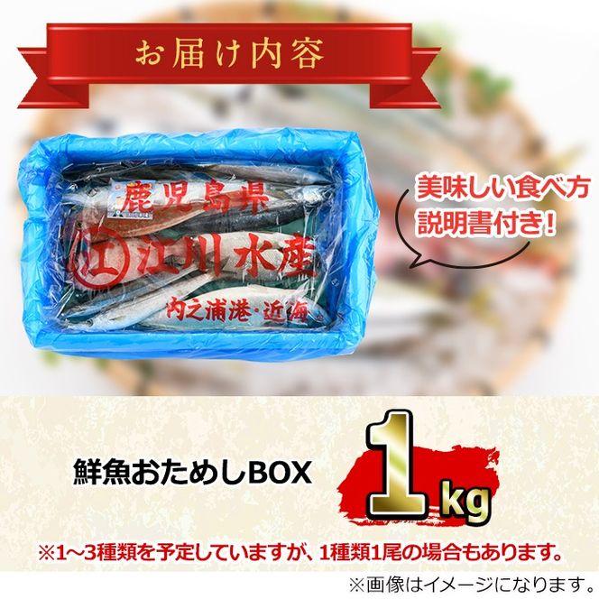 【0103213a】朝獲れ発送！鮮魚問屋が厳選した『鮮魚おためしBOX』(約1kg程度) 魚 魚介類 鮮魚 海鮮 詰め合わせ セット 刺身 天ぷら 煮つけ 塩焼き 鮮魚BOX 【江川商店】