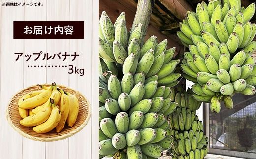 国産 希少種！南国フーズのアップルバナナ 約3kg - バナナ ばなな 小ぶり 沖縄県 産地直送 果物 フルーツ 南国 朝食 おすすめ 沖縄県 八重瀬町