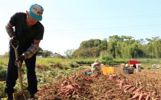訳あり 熟成 紅はるか 7kg 2S～3Lサイズ さつまいも いも 低温熟成 完全熟成収穫 甘い 糖度 焼き芋 やきいも スイートポテト おやつ サイズミックス 2S～3Lサイズ 高糖度 料理 国産 愛媛県 愛南町 青果市場