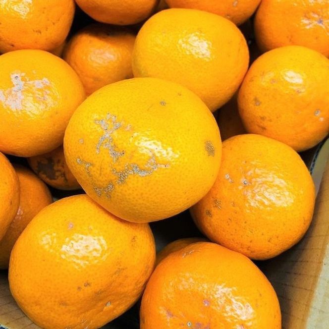 家庭用 有田みかん 1kg (約9個～10個) DJ036